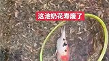 一池奶花寿算是扔完了，满满一筐
