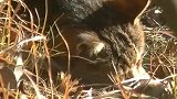 野外发现一只流浪猫，细看半天快哭了