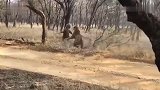 火爆！印度2头老虎为争夺领土激烈厮打在一起 互扇巴掌吼声震天