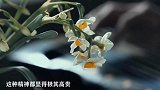 苏轼最能体现流氓水准的一首诗，本是恶俗婚闹，却成千古绝唱
