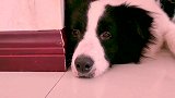 给边牧听听歌好它好像听懂了 这郁闷的表情哪里像一条狗