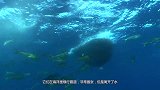 男子发现一条搁浅的鲨鱼，兴奋和它合照，下一秒可悲剧了