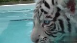 白虎与泳池的化学反应