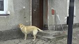 狗狗出门玩回来敲门没人开，还懂得跑去按门铃，真聪明