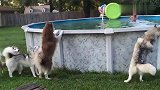 主人在泳池里玩，狗狗也想下去玩，奈何腿短蹦跶半天就是够不着