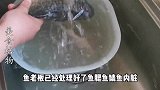 鲫鱼去刺原来这么简单,3分钟去除干净,吃鱼像吃豆腐一样放心