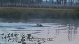 野猪被10几条猎犬围捕，为了保命，它选择这样做