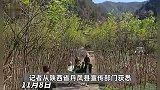 网传陕西丹凤县“强砍3万多棵国槐树”？官方回应