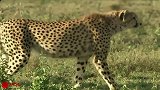 猎物的逆袭：猎豹捕食角马不成反遭逼退