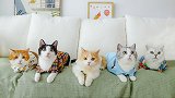 和5只猫拍全家福，比洗澡难多了，铲屎官心态崩溃！