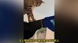 盘点10个小猫咪是有趣瞬间，小主人快把水关了吧！