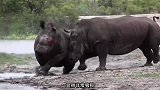 3吨重的犀牛疯狂碰撞，打得鼻青脸肿，一场输不起的战斗
