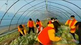近日，郑州市妇联发起爱心活动，助农销售蔬菜上万斤