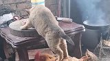 这个狗狗太厉害了，踩着鸡到厨房偷吃肉，这一幕太震撼！