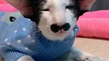 太逗了，长成这样不好找对象啊，猫咪：今天没化妆，不好意思！