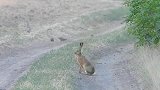 野鸡群驱赶兔子，还第一次见__