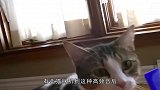 猫听到梳子声就会呕吐老外试了一下，猫赶紧滚犊子