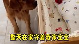 不管狗子在做啥，只要我们把宝宝抱出来他马上就会过来守在宝宝旁