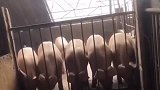 逗比动物一个比一个秀！都是“越狱”高手啊！
