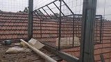 给云南粉丝大哥发货雪花元宝种鸽，大鼻子信鸽走的时候还恋恋不舍