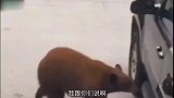 狗熊这年头，谁还没个车了，走我带你们兜风