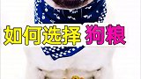 科学萌宠如何挑选狗粮？