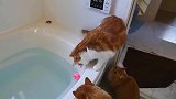 橘猫不小心掉入浴缸里,死活跳不出去,橘猫都怪肉拖累了本喵！
