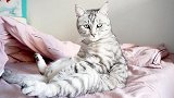 主人嫌弃猫咪太胖，说了它几句，猫就一直这样坐着不理主人了！