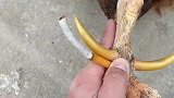 鸡爪变身手把件，手艺人整整盘了十个年头