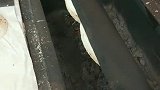 这个饼太好吃了