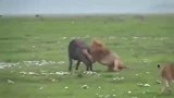 雄狮带着自己的老婆出来狩猎，它们的目标是一头强壮的水牛