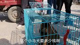 马犬崽1300元贵不贵？卖狗大叔：以前还卖两三千，狗价跌了