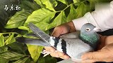 信鸽鉴赏：鸽眼中的“烟灰桃花”，这种鸽眼怎么样？