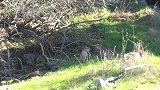 两只猞猁打架，这种野猫真是太凶悍了！