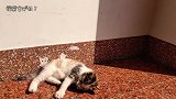 小奶猫实在太可爱啦！忍不住又拍了一段。