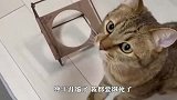 铲屎官只给两粒猫粮，喵星人差点气疯，下一秒笑翻了