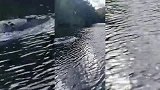 海中惊现巨大“浮木”，靠近一看，原来是“蛟龙出海”！
