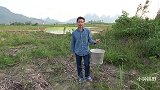 小伙用鸡骨头粉加鸡蛋做诱饵，设捕泥鳅陷阱，效果杠杠的