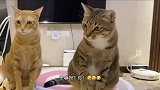 嫉妒让猫面目全非，这个橘猫吃醋了
