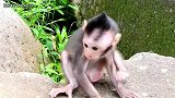 可爱的小猴子混淆妈妈，小猴子很调皮