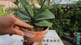 蝴蝶兰养得好不好，看根系就知道了，花盆不能乱用