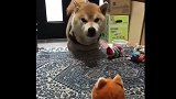 柴犬你和一个毛绒玩具较什么劲呢