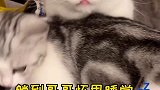 太甜了 太甜了  我要被他们两个齁死了猫咪的迷惑行为