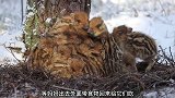 野猪取暖的方法就是聚集在一起，排队轮流到中间