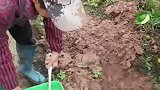 橘子树下放砂糖，不可思议