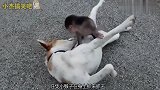 主人不在家,猴子称霸王,无奈狗子给猴子当保姆!
