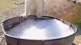 由于夏天温度太高，饲养员为北极熊准备冰桶