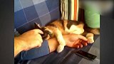 小猫躺在主人身上撒娇，不停的滚来滚去，真好玩！