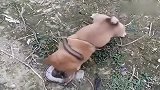 萌宠：农村的小中华田园犬，初生牛犊不怕虎，看见蛇就咬