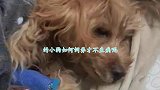 科学养宠2-3个月的小狗，如何饲养不生病